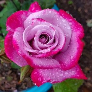 Meet your Posher, Posh